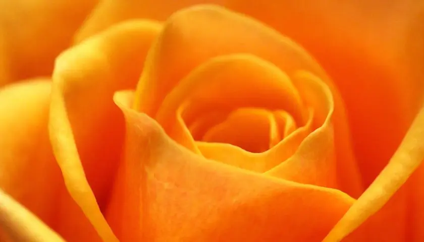 Gros plan sur une rose orange aux pétales veloutés. La rose orange symbolise la passion et l'enthousiasme.