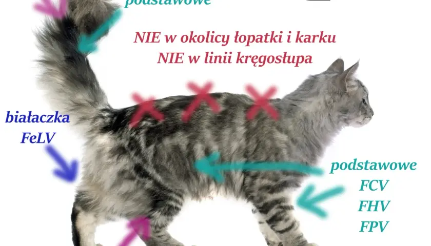 Kiedy zaszczepić kotka? Pełny harmonogram i porady