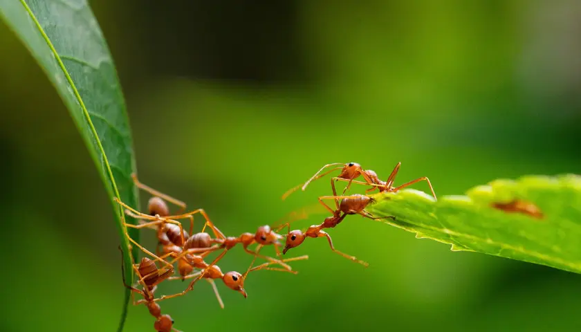 Des fourmis rouges forment un pont vivant entre deux feuilles pour traverser, une scène fascinante de coopération dans le jardin.