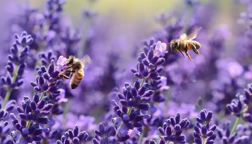 Api operose raccolgono nettare da splendidi fiori di lavanda, un vero banchetto di fiori per api.
