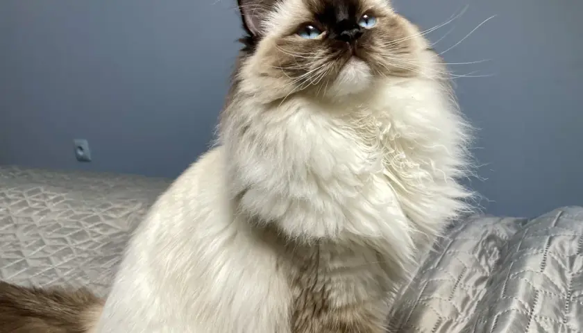 Piękny kot rasy Ragdoll o niebieskich oczach, z puszystym futrem i łagodnym charakterem, siedzi na łóżku.