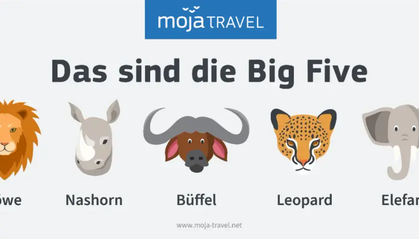 Die Big Five Afrikas: Löwe, Nashorn, Büffel, Leopard und Elefant als bunte Illustrationen.