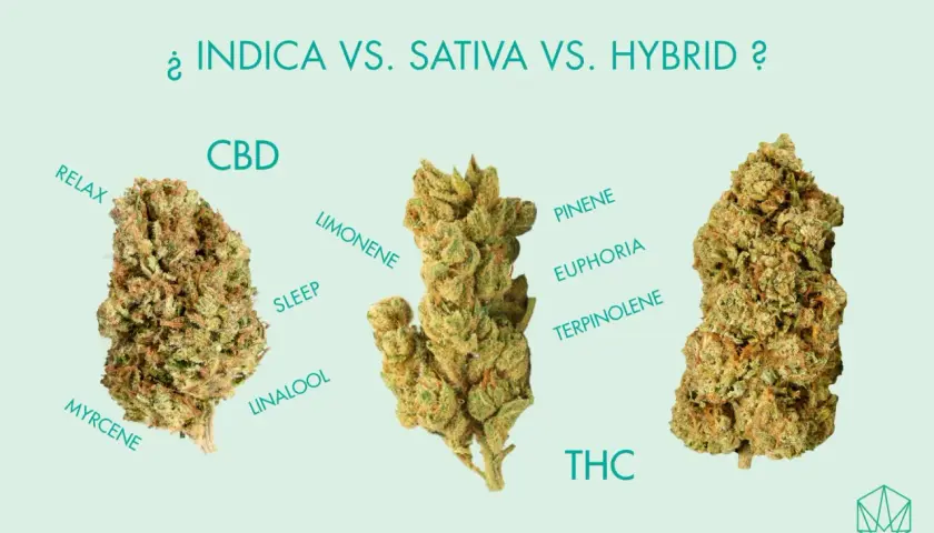 Tre cime di cannabis, con etichette che descrivono gli effetti e i composti, confrontando indica e sativa.