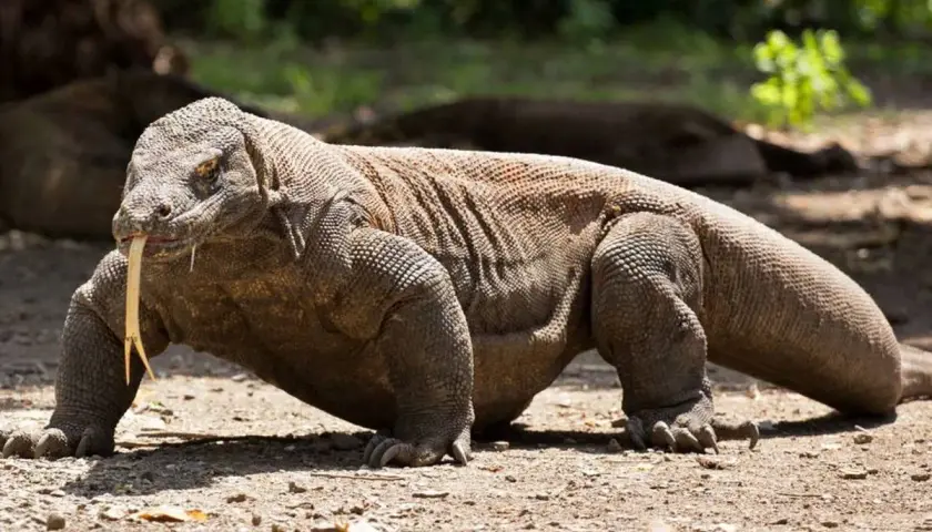 Un imponente dragón de Komodo, con su lengua bífida fuera, camina sobre tierra seca. Su gran tamaño y peso son evidentes.