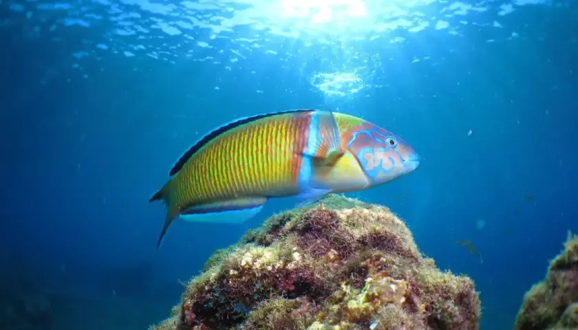 Un pez de arrecife de Lanzarote, con vibrantes colores verdes, amarillos y azules, nada sobre un lecho marino cubierto de algas.