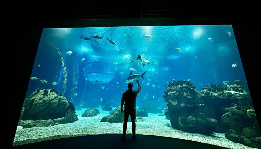 Oceanarium Lizbona – fascynujące morskie stworzenia i atrakcje dla rodzin