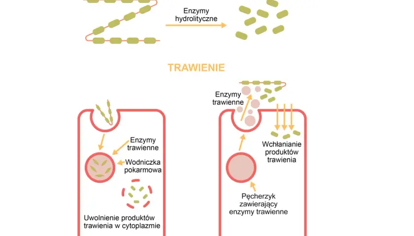 Schemat pokazuje, jak enzymy trawiące rozkładają złożone związki organiczne na proste, co jest kluczowe dla procesów trawiennych w żołądku.