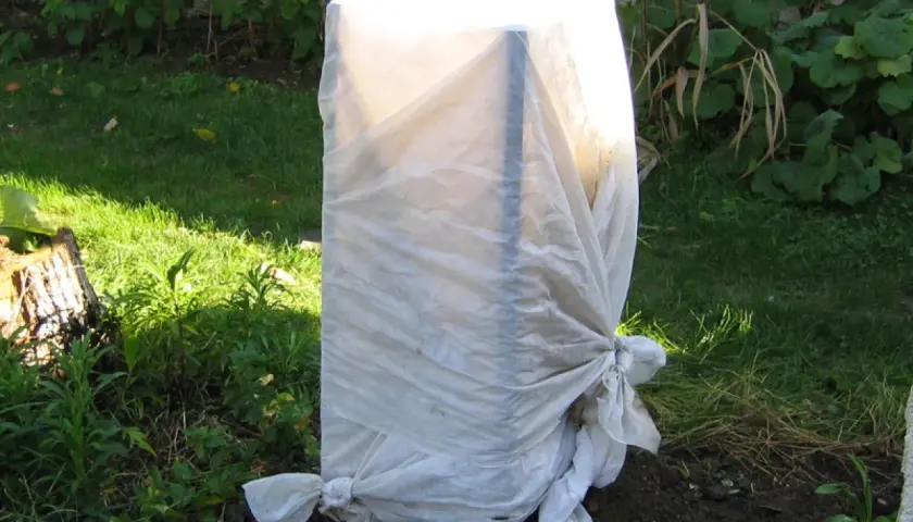 Un jeune planter bananier est protégé par une bâche blanche nouée à sa base, prêt à affronter l'hiver.