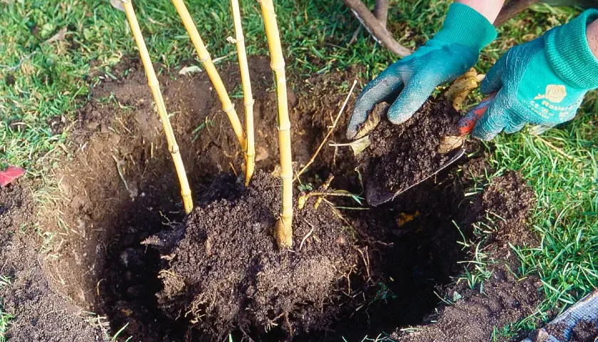 Mains gantées ajoutent de la terre autour d'un jeune planter bambou.
