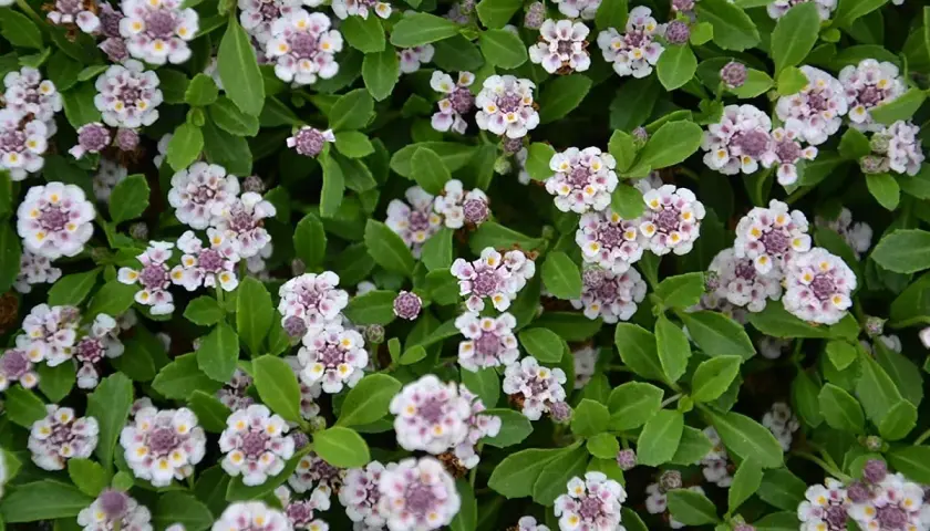 Fiori bianchi e viola di Lippia nodiflora in inverno, con foglie verdi brillanti.