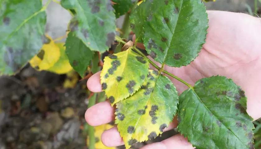 Feuilles de rosier atteintes de marsonia, montrant des taches noires sur fond jaune.