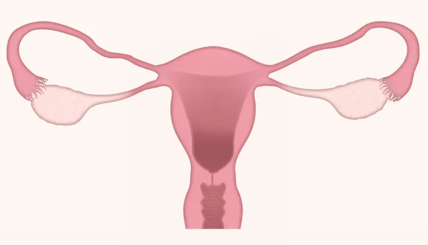 Anatomia układu rozrodczego kobiety. Warto znać potencjalne duphaston skutki uboczne.