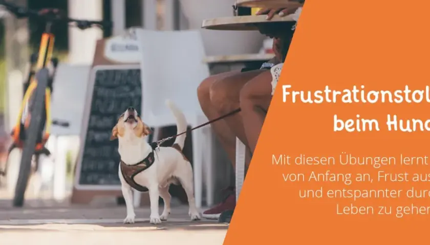 Kleiner Hund bellt frustriert, während er an der Leine wartet. Übungen zur Frustrationstoleranz beim Hund helfen, Geduld zu lernen.