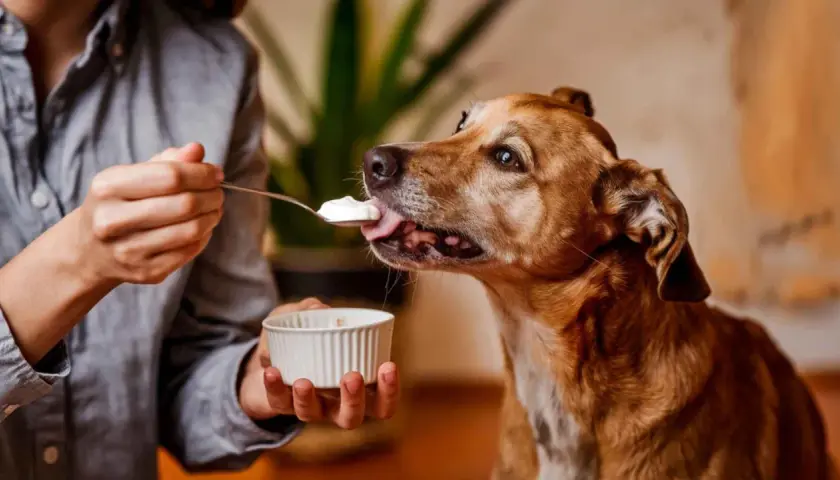 Un perro disfruta de una cucharada de yogur, demostrando que los perros pueden comer yogur.
