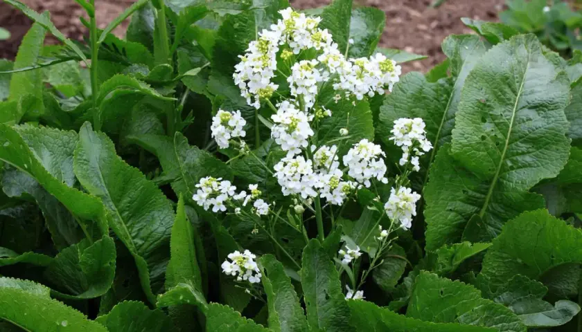 Grüne, zerknitterte Blätter umrahmen zarte weiße Blüten. Meerrettich Pflanzen blühen im Garten und verströmen einen würzigen Duft.