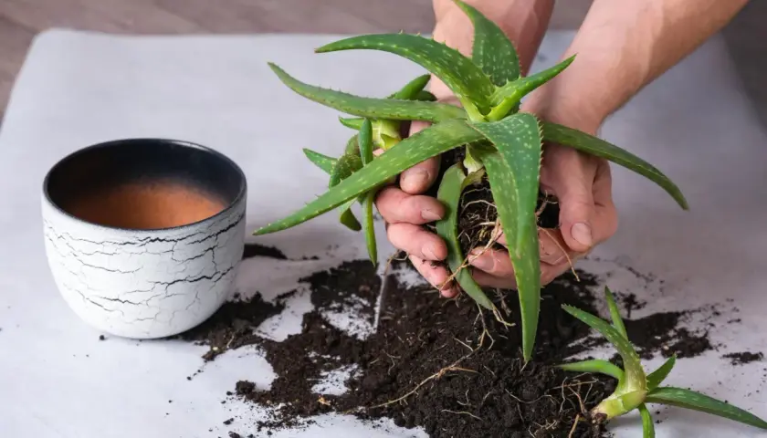 Hände halten Aloe Vera Ableger mit Wurzeln. Daneben ein Topf und Erde.