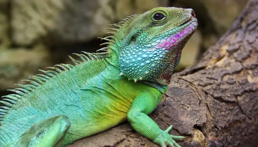 Un **dragón de agua** de escamas verdes y azules, con toques rosados en su cara, descansa sobre una rama.
