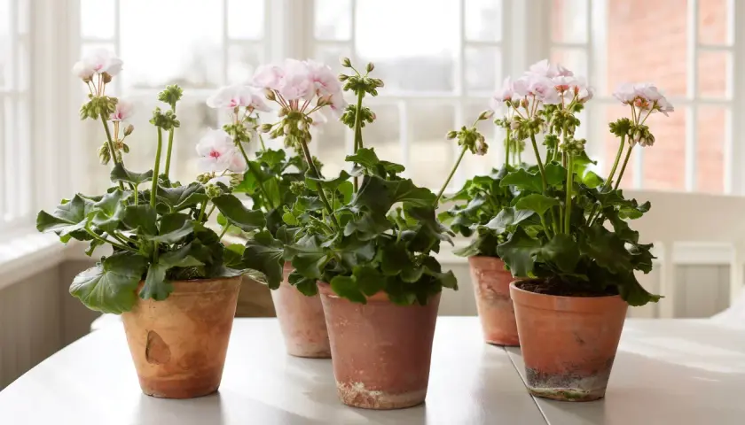 Flera krukor med ljusrosa pelargoner inomhus, placerade på ett vitt bord framför ett fönster.