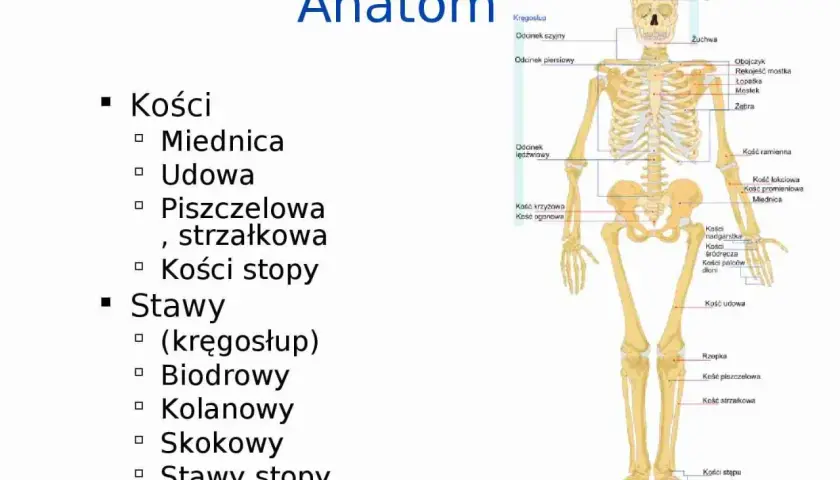 Szkielet człowieka z zaznaczonymi częściami nogi: kość udowa, piszczelowa, strzałkowa, stawy stopy.
