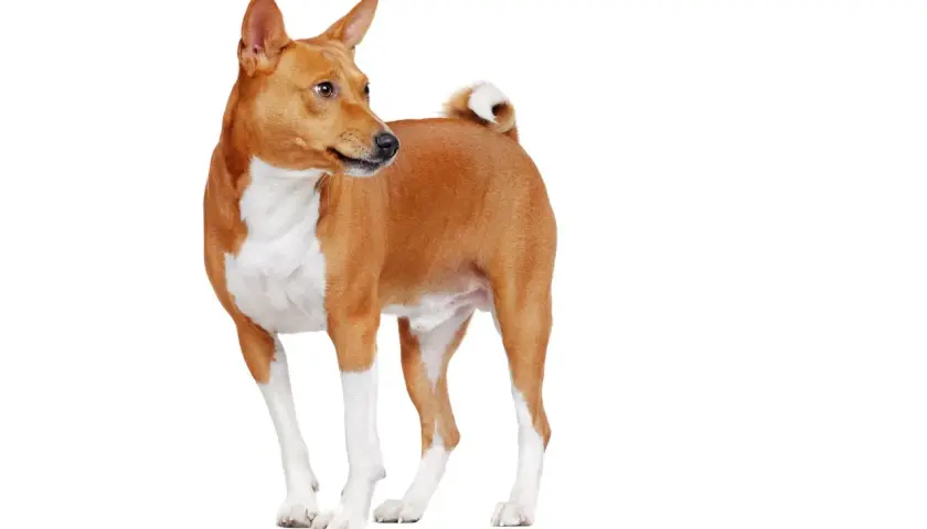Basenji de colores rojizos y blancos, con su cola rizada y orejas erguidas, posa con elegancia.