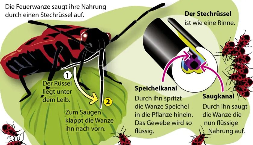 Feuerwanzen saugen flüssige Nahrung mit ihrem Stechrüssel auf, indem sie Speichel einspritzen und das Gewebe verflüssigen.