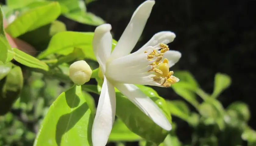 Fleur de citronnier en pleine évolution, ses pétales blancs s'ouvrent sur des étamines dorées. Un bouton floral prometteur est visible.