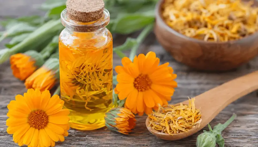 Huile de calendula, fleurs fraîches et séchées, un concentré des bienfaits du calendula pour la peau.