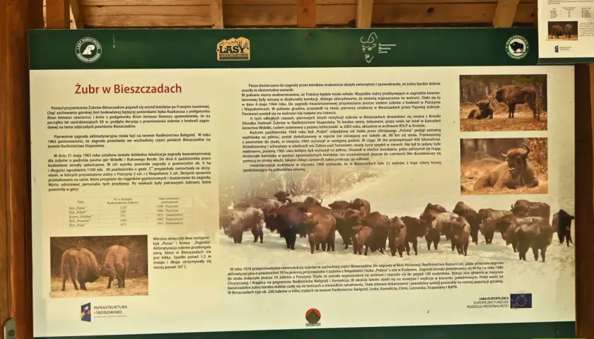 Tablica informacyjna o żubrach w Bieszczadach, przedstawiająca zdjęcia tych zwierząt i opis historii ich powrotu. Zagroda żubrów Muczne.