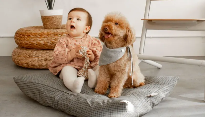 Un bebé y un perro juguetón disfrutan de un momento tierno en casa, sentados juntos en un cojín.
