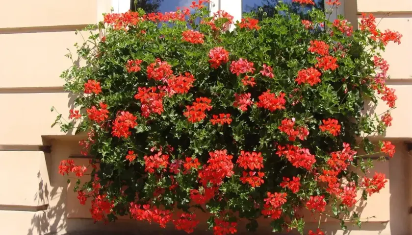 Obficie kwitnąca pelargonia kaskadowa w intensywnym kolorze czerwonym, tworząca bujną, zieloną masę kwiatów zwisającą z okna.