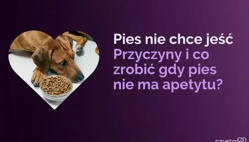 Smutny piesek leży obok miski z jedzeniem. Pies nie chce jeść psiego jedzenia, gdy brakuje mu apetytu.