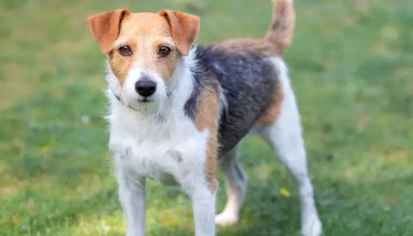 Wesoły parson russell terrier stoi na trawie, gotowy do zabawy.