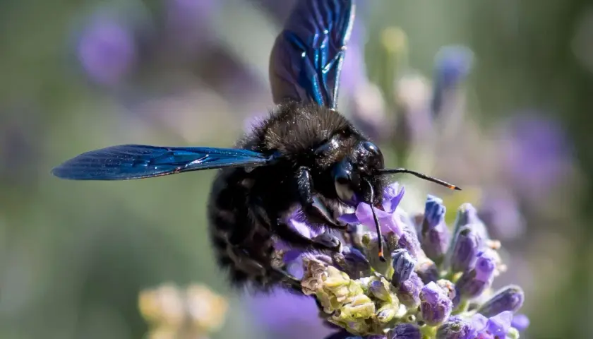 Eine schwarze Biene mit schillernden blauen Flügeln saugt Nektar aus einer Lavendelblüte.
