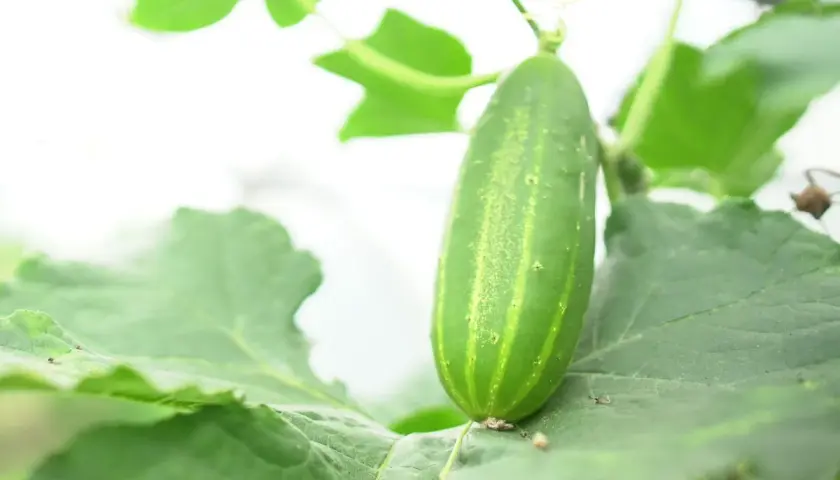 Un jeune concombre vert pousse sur sa plante, entouré de feuilles luxuriantes. Le cornichon est-il un concombre ? Oui, c'est un jeune concombre.