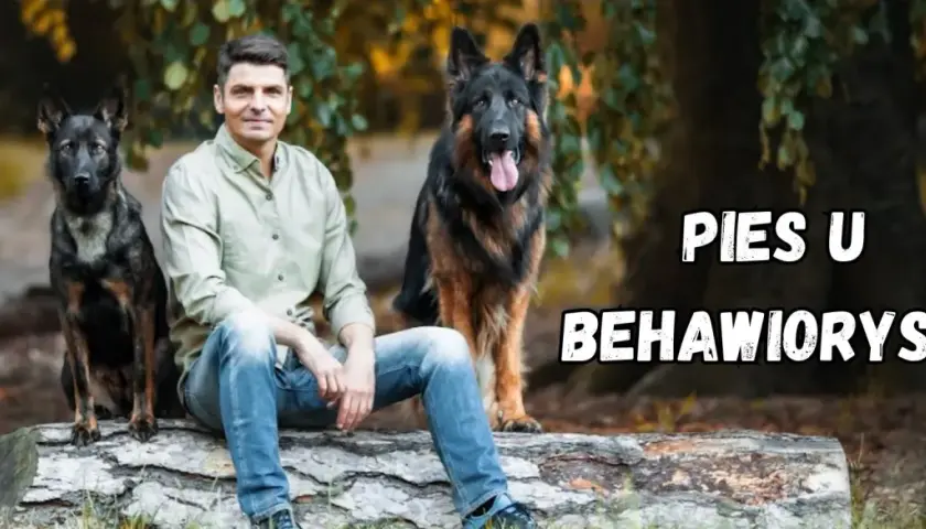 Mężczyzna z dwoma owczarkami niemieckimi siedzi na pniu. Czy to behawiorysta? Pomaga psom zrozumieć świat.