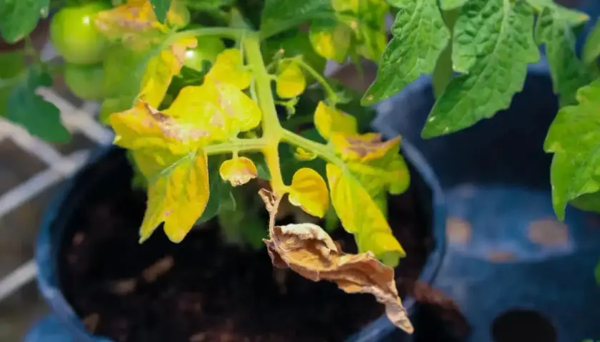 Feuilles jaunes sur une plante de tomates en pot, certaines brunies et sèches. Des tomates vertes sont visibles en arrière-plan.
