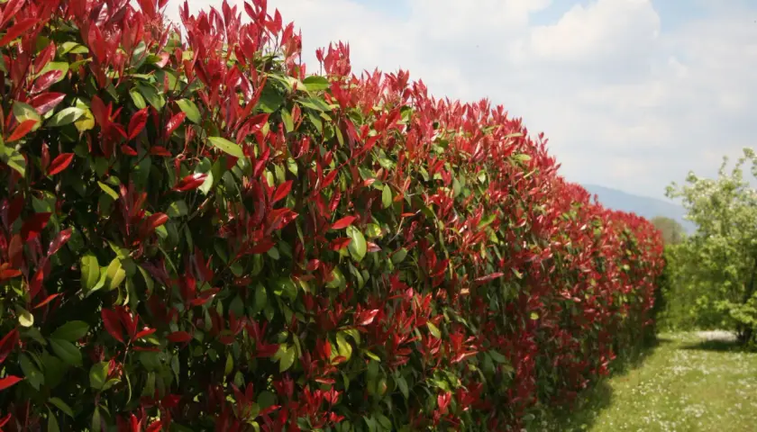 Une haie qui pousse vite sans entretien, avec des feuilles rouges et vertes éclatantes sous un ciel bleu.