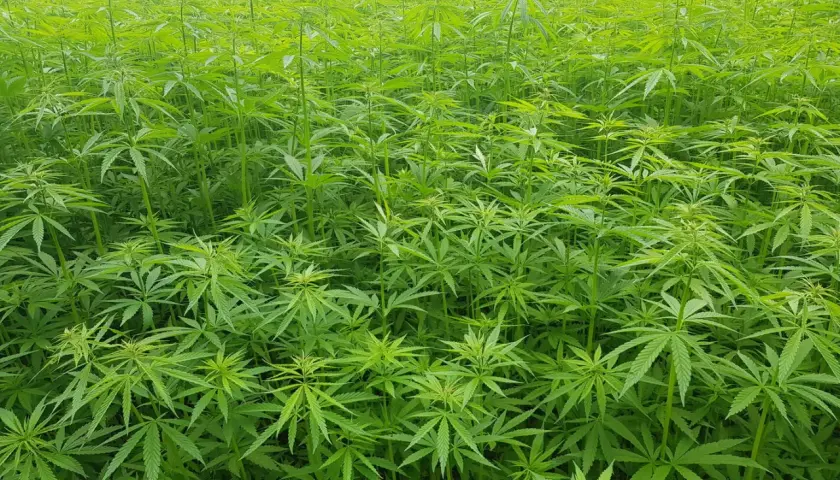 Ein weites Feld mit dicht stehendem, grünem Nutzhanf. Der Nutzhanfpreis pro Tonne ist ein wichtiger Faktor für Landwirte.