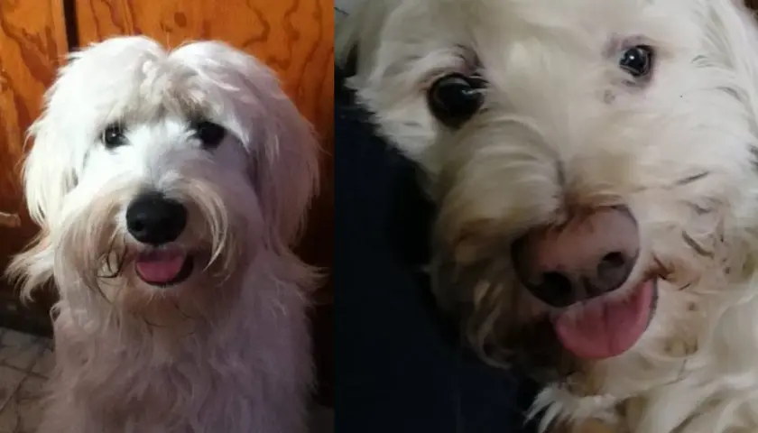 Perro blanco con nariz rosada, mostrando despigmentación en la nariz. Su lengua rosada está fuera.