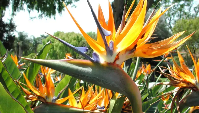 Una planta ave del paraíso despliega sus vibrantes pétalos naranjas y azules, como un pájaro exótico en pleno vuelo, rodeada de exuberante follaje verde.