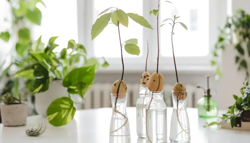 Plusieurs noyaux d'avocat en germination dans des verres d'eau, avec des racines et de jeunes pousses vertes.