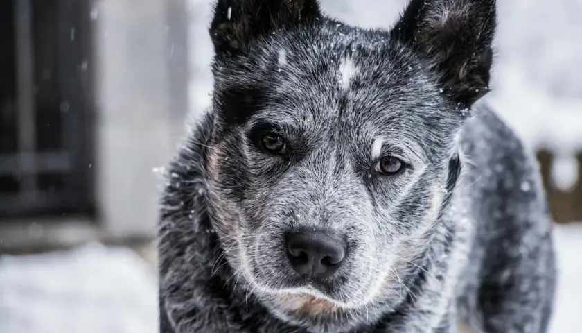 Szary australian cattle dog w śniegu. Zastanawiasz się nad australian cattle dog cena?