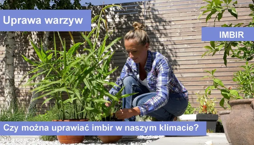 Jak wygląda imbir w doniczce? Odkryj jego piękne cechy i pielęgnację
