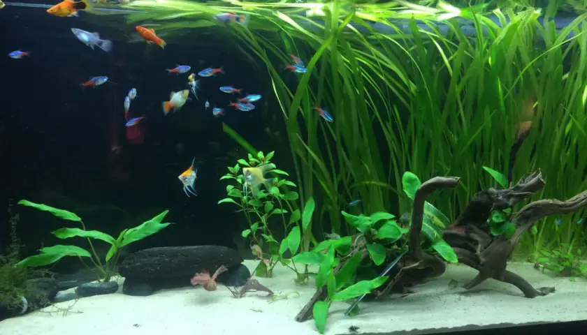 Ett akvarium med molly yngel och andra småfiskar simmar bland frodiga gröna växter och drivved.
