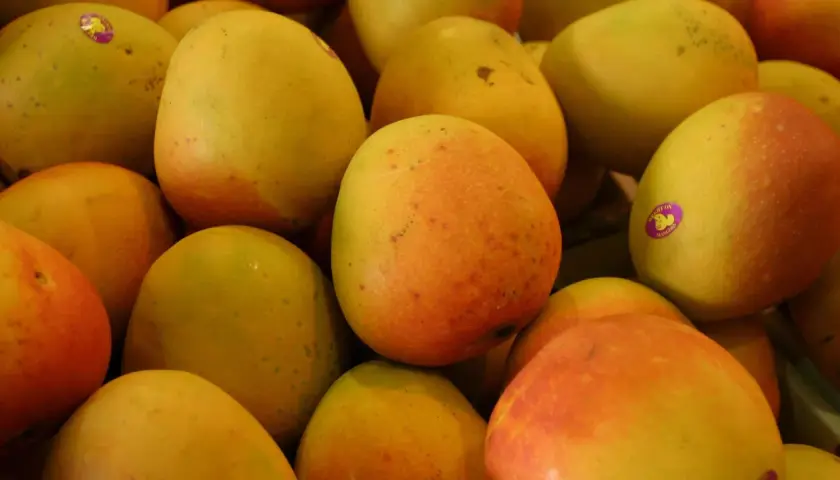 Ein Haufen unreifer Mangos, bereit zum Kochen. Einige haben Aufkleber.