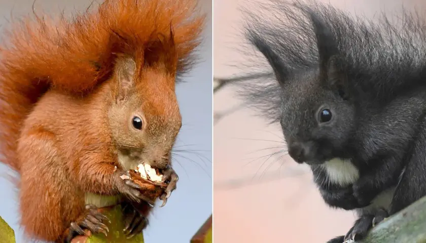 Zwei Eichhörnchen, eines rotbraun, das andere ein dunkles Eichhörnchen, sitzen nebeneinander und fressen.