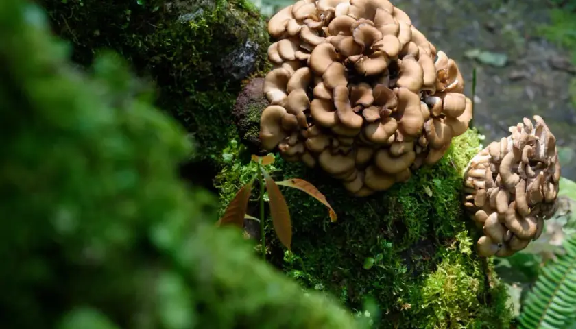 Maitake cresce su un tronco coperto di muschio. Le sue proprietà benefiche sono note da tempo.