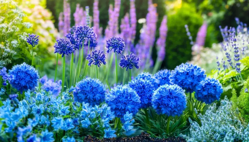 Un parterre de fleurs bleues éclatantes, avec des boules de fleurs bleues intenses et des grappes plus petites, baignant dans la lumière du soleil.