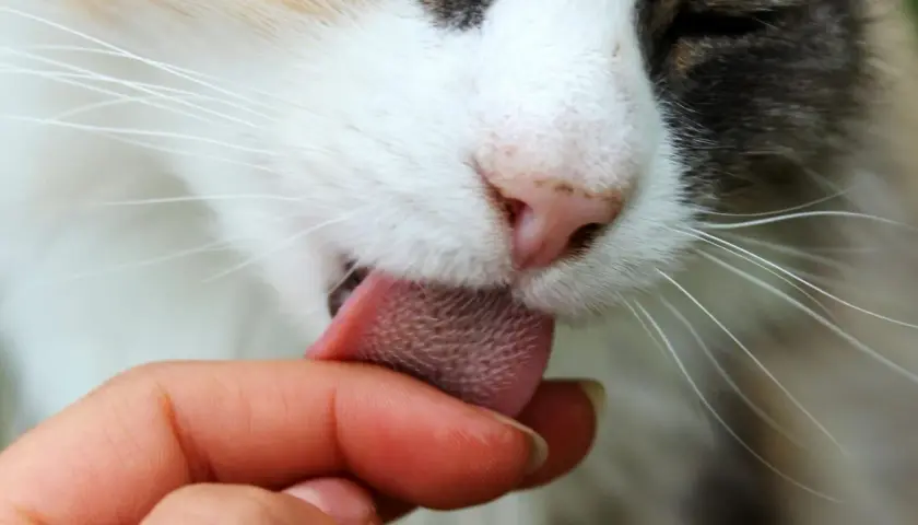 A cat's rough tongue licks a finger, a tender gesture that makes you wonder, why does my cat lick my face? It's a sign of affection and grooming.