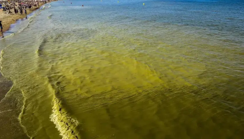 Żółta, mętnawa woda na Bałtyku, świadcząca o zakwicie sinic, dociera do piaszczystej plaży z tłumem plażowiczów.